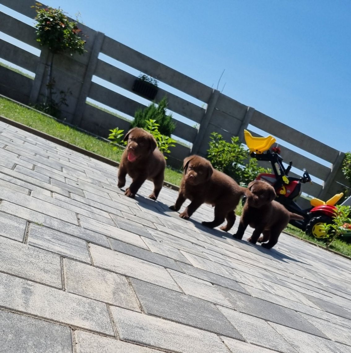 Labrador retriever