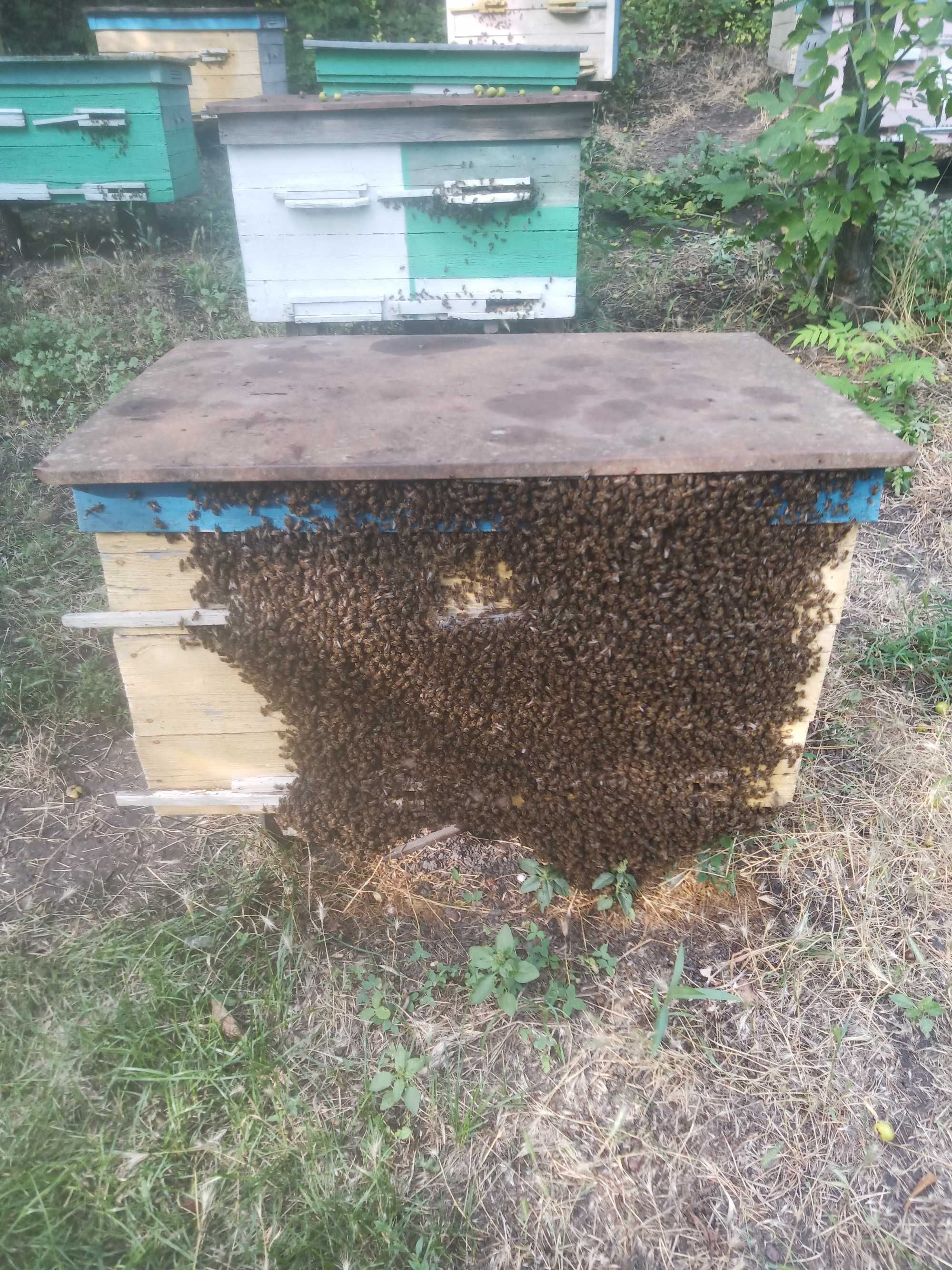 Пчелиные отводки, пакеты...