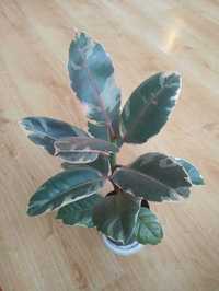 Ficus elastica belize, fikus