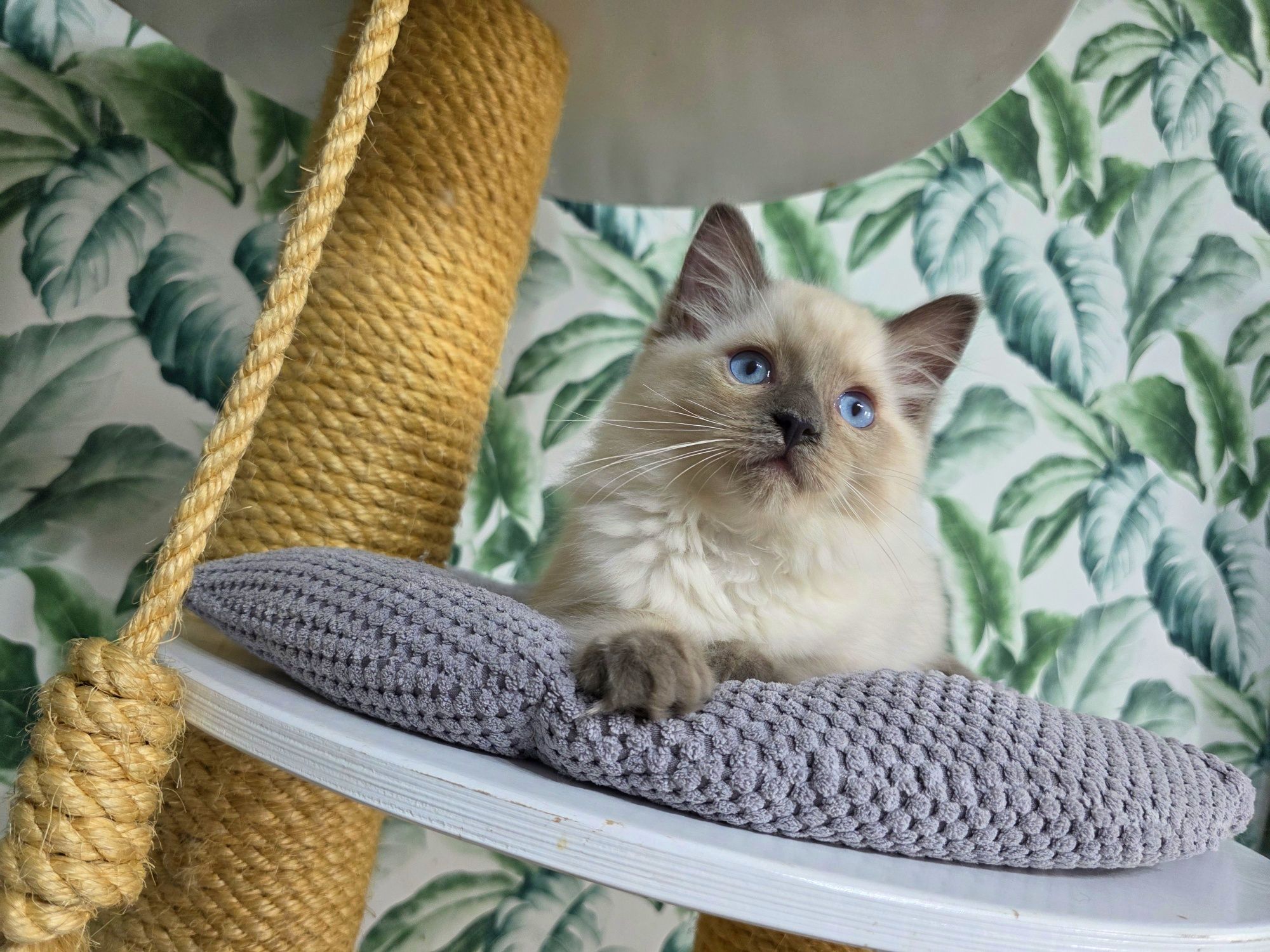 Ragdoll  rasowy z rodowodem WCF