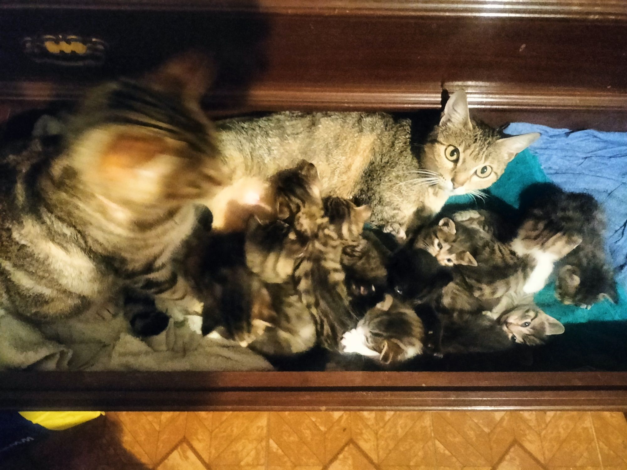 Gatinhos para adoção