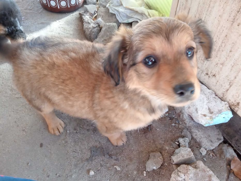 pies szczeniak mały kundelek