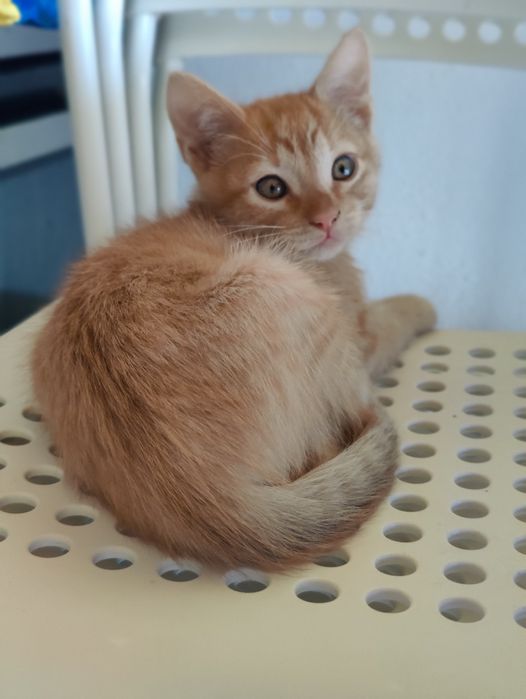 OFERTA. 3 gatinhos para oferecer 2x machos e uma fêmea