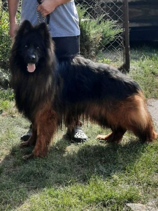 Owczarek niemiecki długowłosy - szczenię