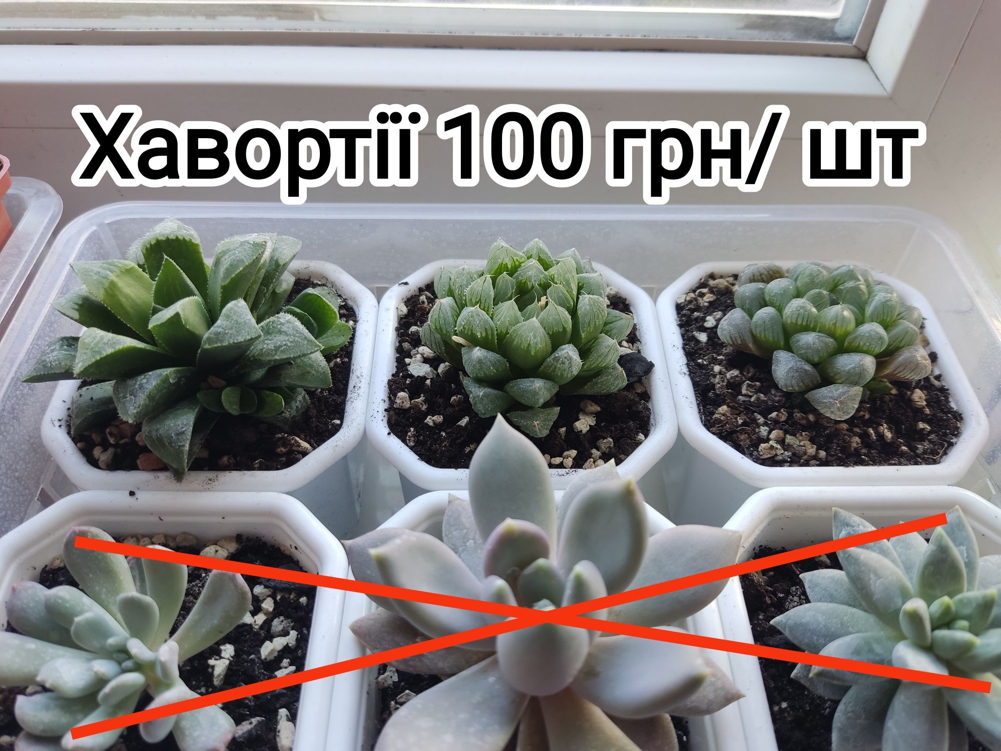Сансевієрія Ханні Крео,Ехеверія,Адроміскус,Криптантус