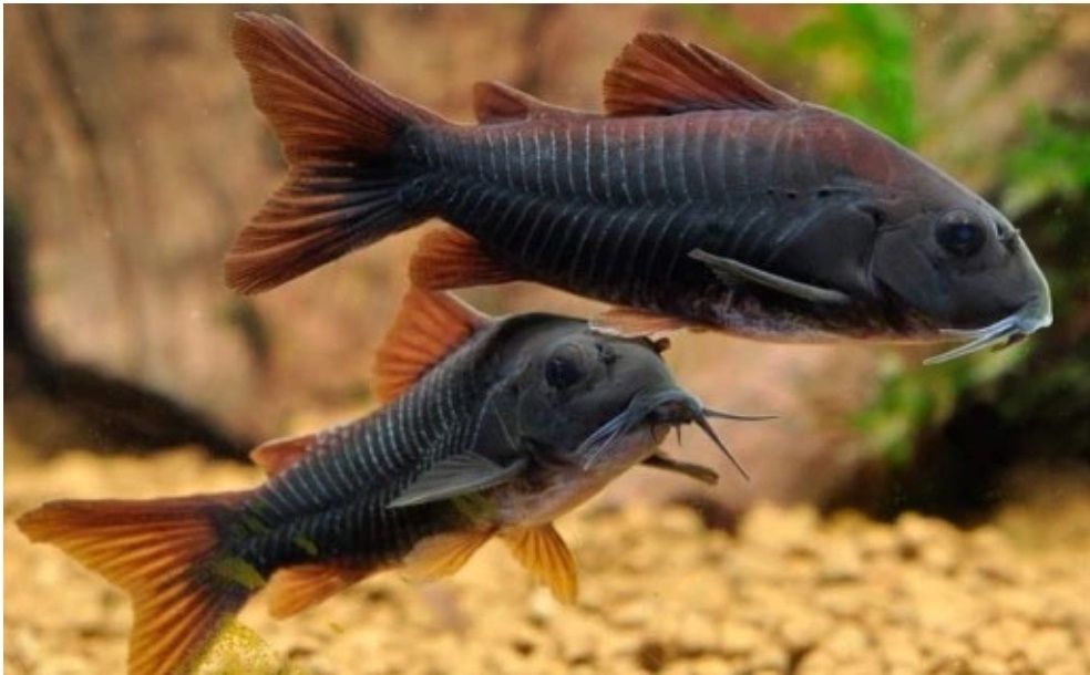 Kirysek Czarny (corydoras Black)