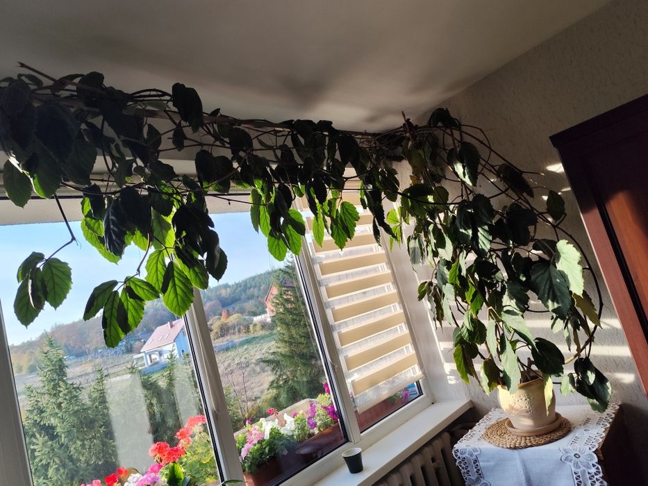 Kwiaty domowe Tetrastigma voinierianum