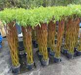 Wierzba pleciona 125 cm i 200 cm