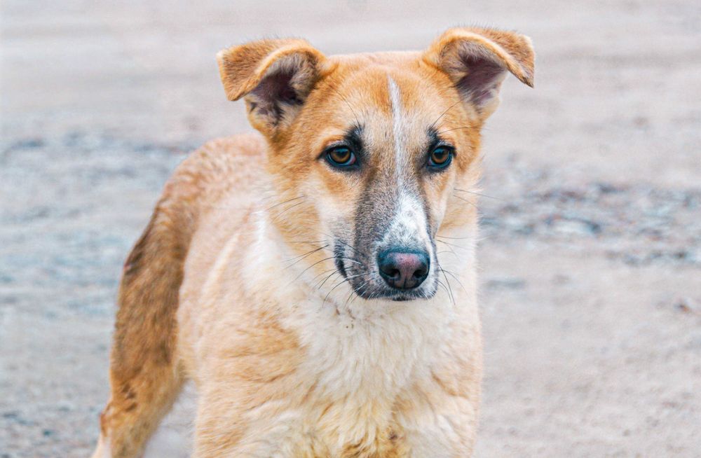 Jaspis - od szczeniaka w schronisku