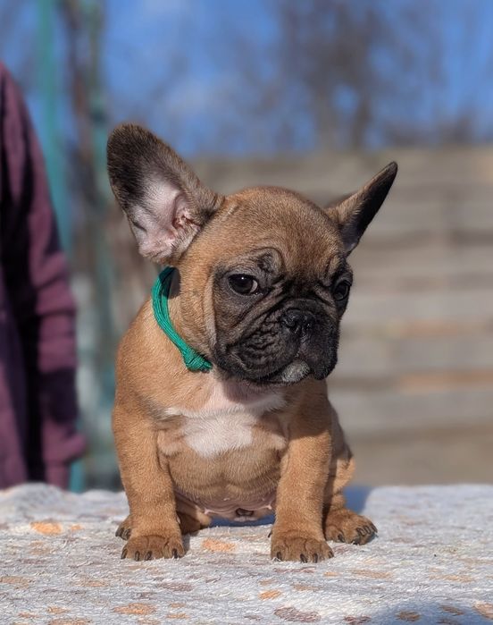 Цуценята французи з документами КСУ