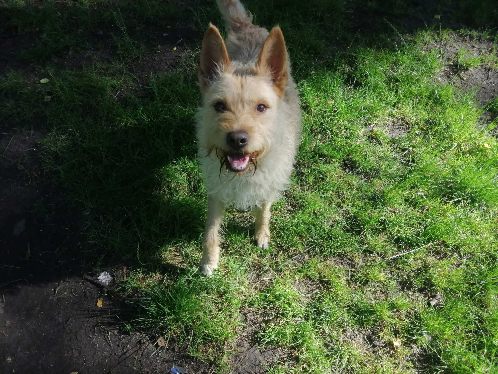 Bilo wrócił z adopcji po kilku latach - schronisko