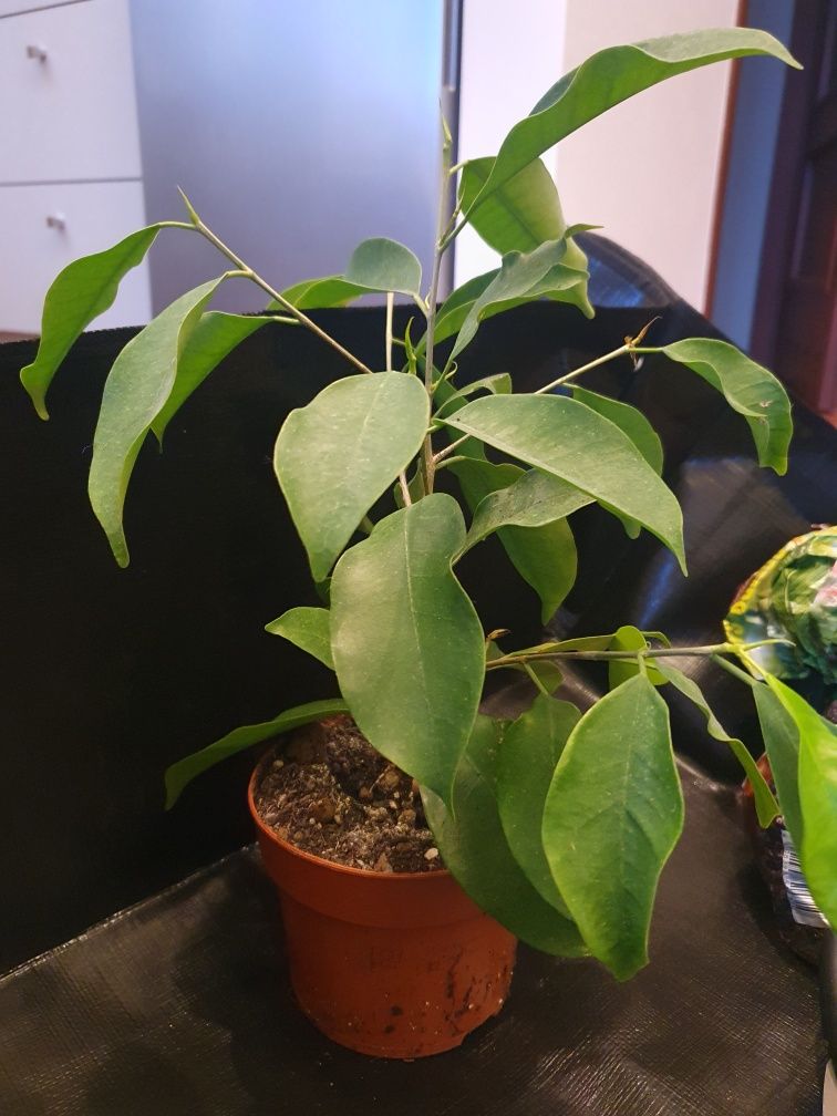 Ficus Benjamina- bonsai