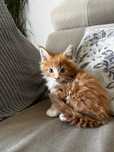 Kocur rasy Maine Coon