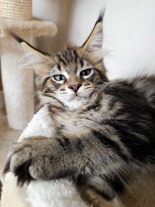 Kayla – kotka rasy Maine Coon - kolor czarny szylkret - badania