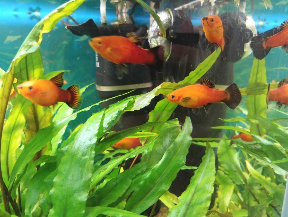 Zmienniak plamisty - Platka, Zbrojnik niebieski