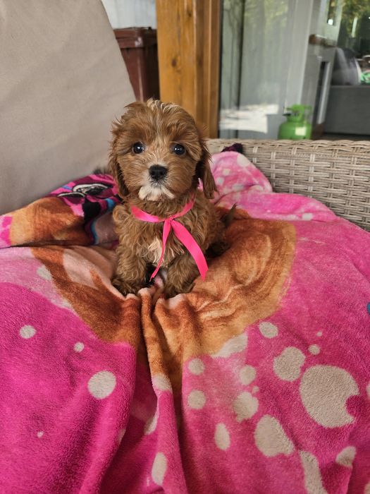 Cavapoo cudowna suczka ciemna