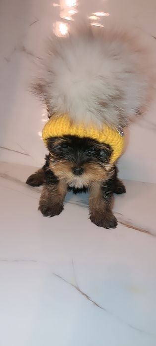 Ciepła, ręcznie robiona czapka dla psa
Czapka wykonana z wełny
Odpowi