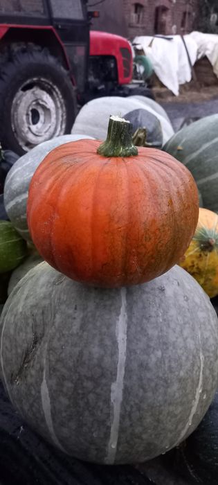 Dynie bez sztucznych nawozów i oprysków