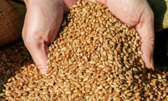 Продам зерно:  пшениці, та ячменю.