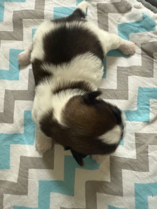 Shih Tzu piesek z rodowodem ZHPR