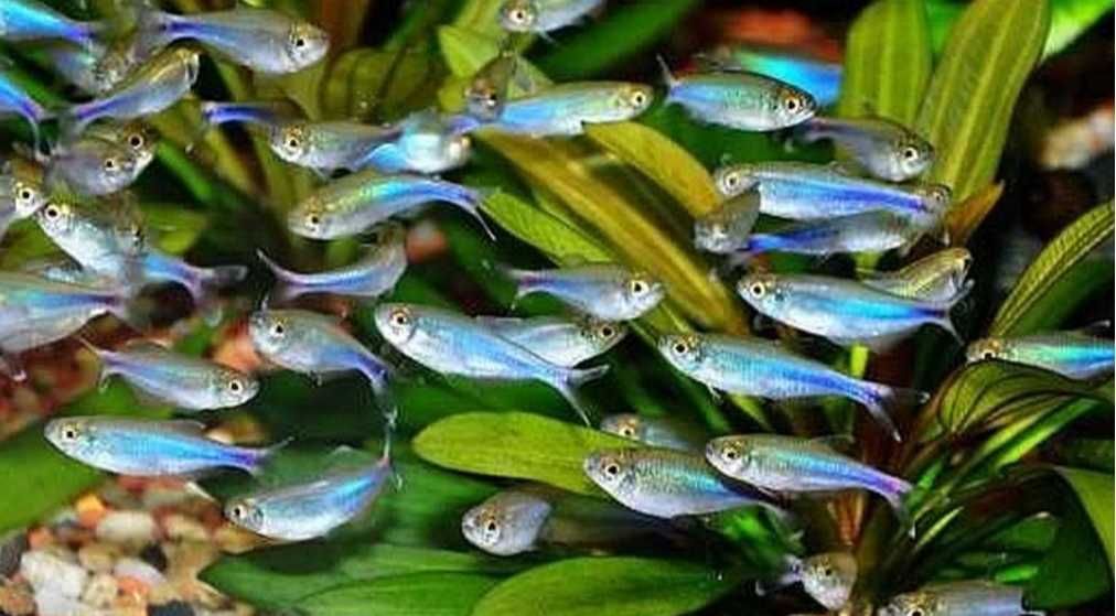 Tetra azul ( boehlkeafredcochui)