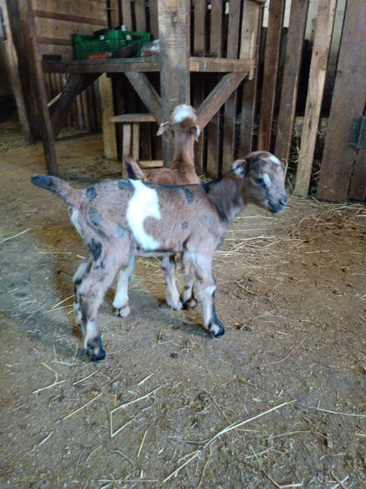 Продам дві маленькі кізоньки нуболаманчі