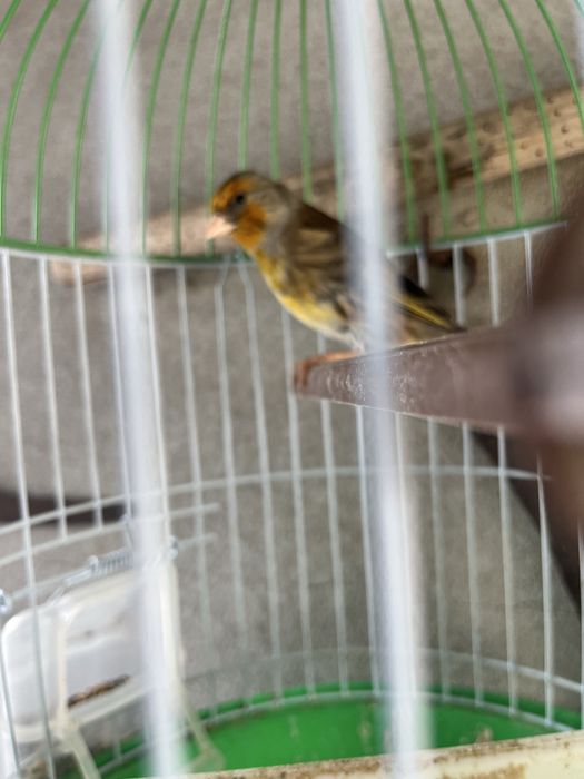 Canario cantador