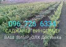 саджанці винограду Від80 Є різні, ваш набір. есть ОЛХ Доставка саженцы