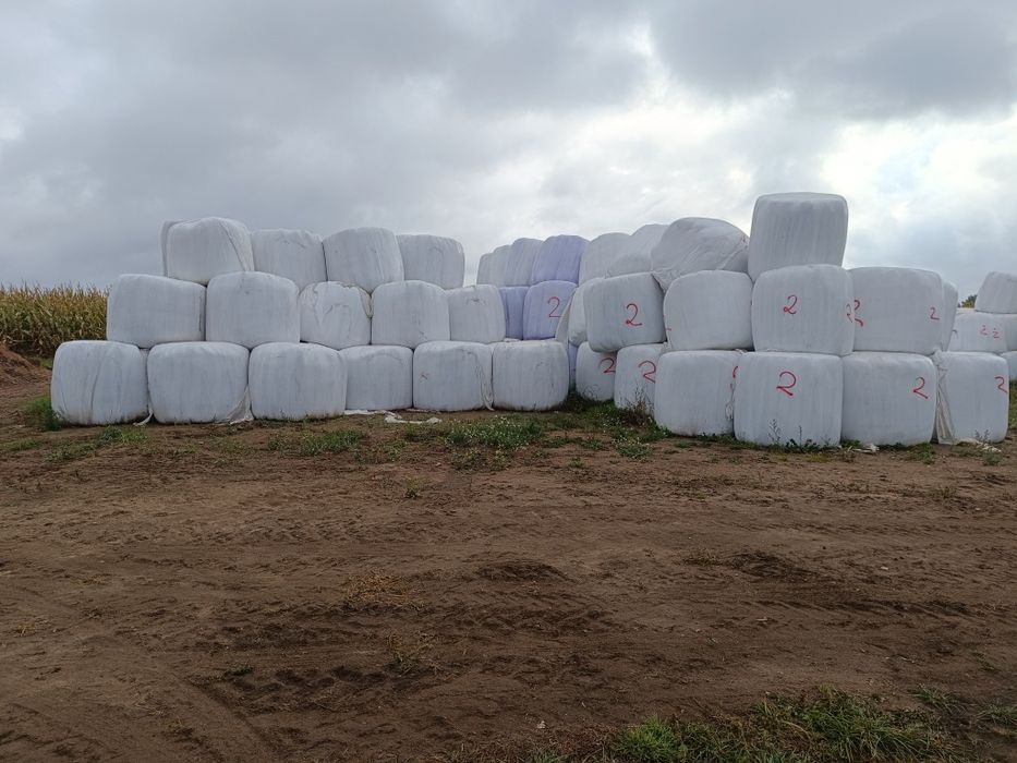 Sprzedam Bele Sianokiszonki 130 cm  . Na pół suche.