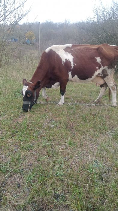 Продам корову породы  Шоты