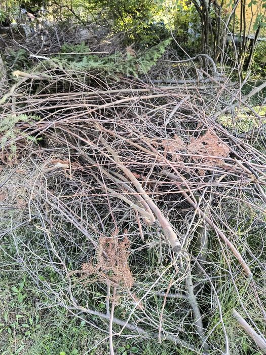 Oddam za darmo chrust