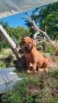 Nie szukasz psa. Szukasz legendy. Szczeniak Rhodesian Ridgeback ZKwP