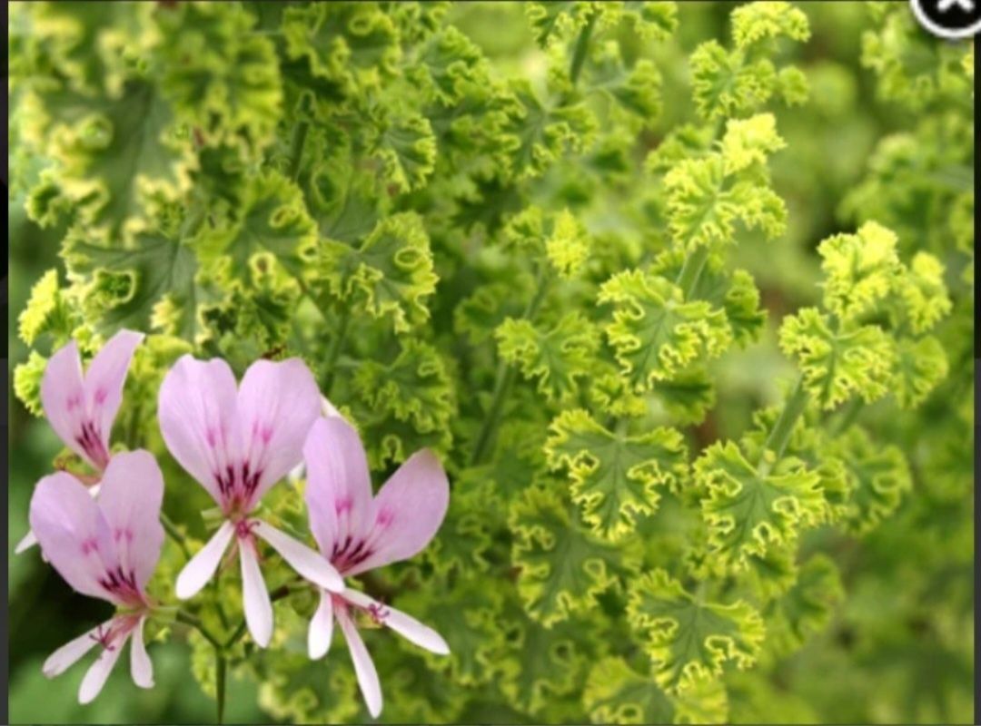 Пеларгонія Crispum cy’s sunburst