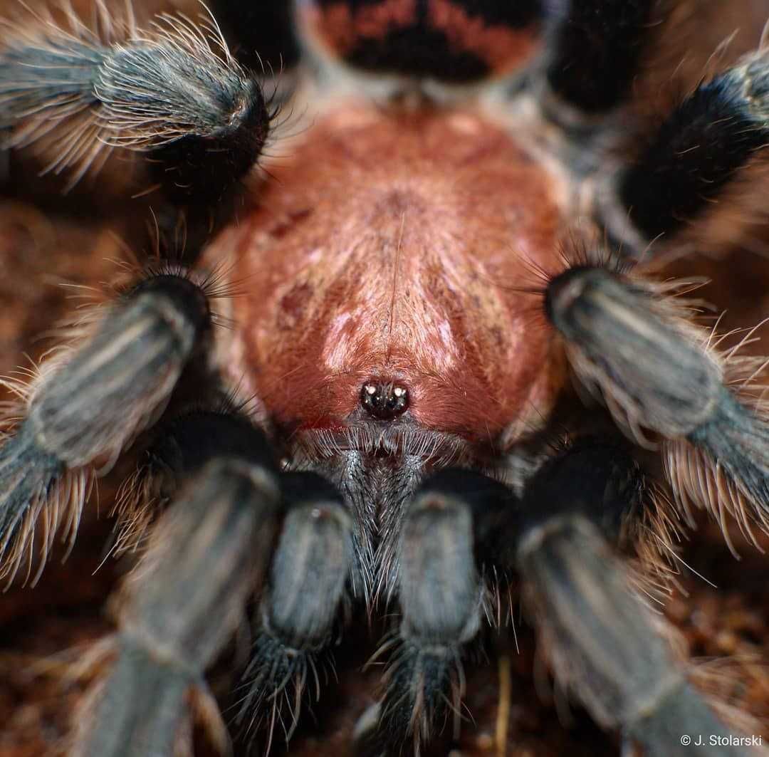 Малыши паука птицееда для новичков Cyclosternum fasciatum