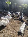 Vendo patos mudos