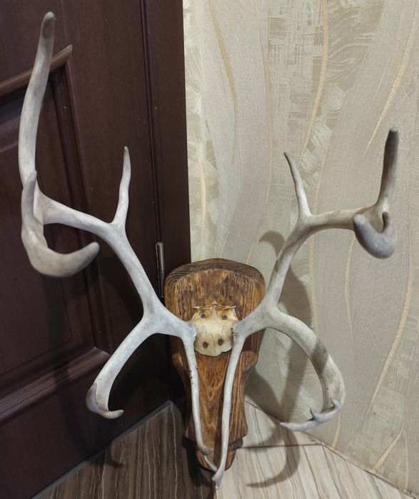 Настінні роги оленя
