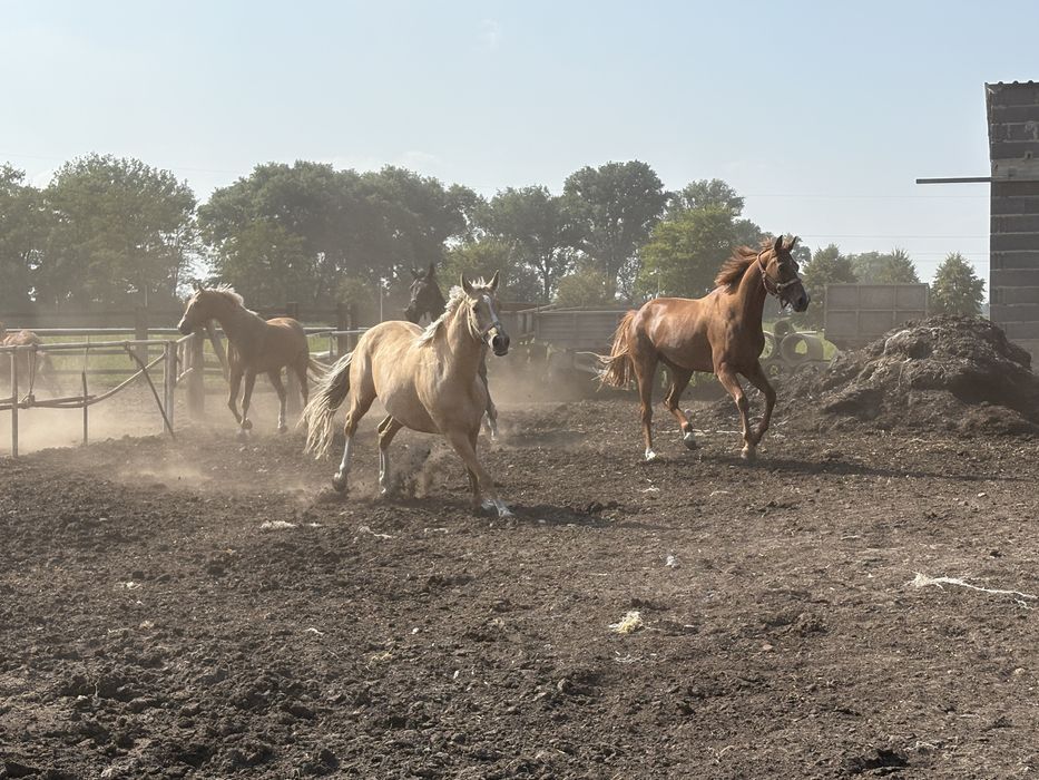 Na sprzedaż konie 2-7 lat