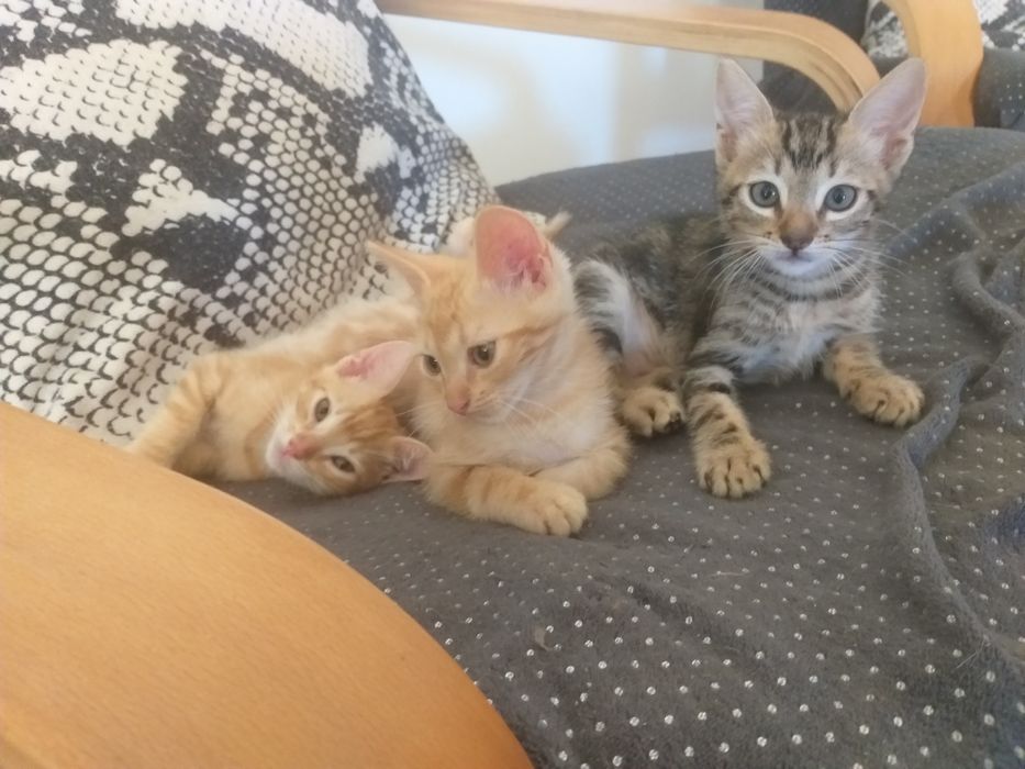 Gatinhas para adoção