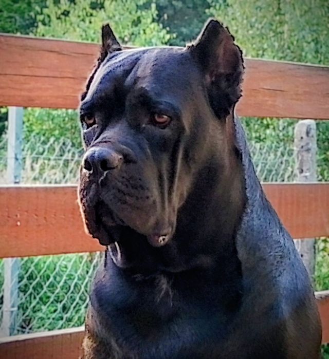 Cane Corso Italiano psy obronne