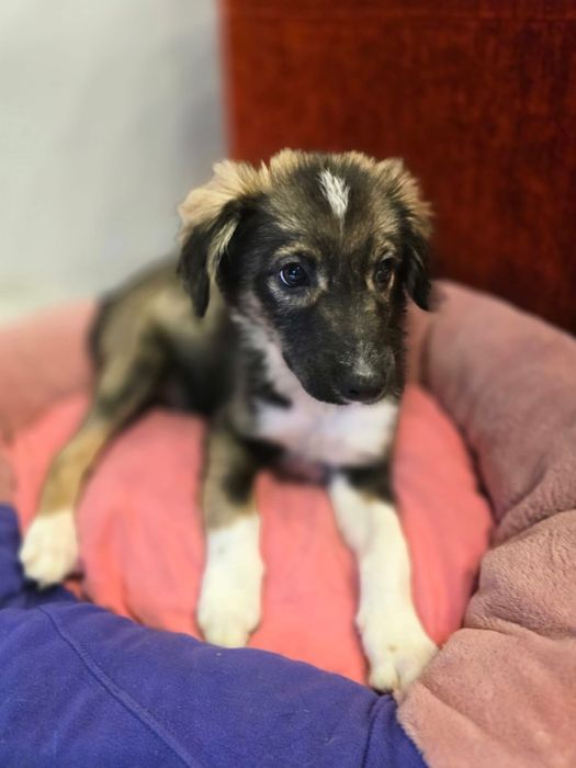 Szczeniaki do adopcji