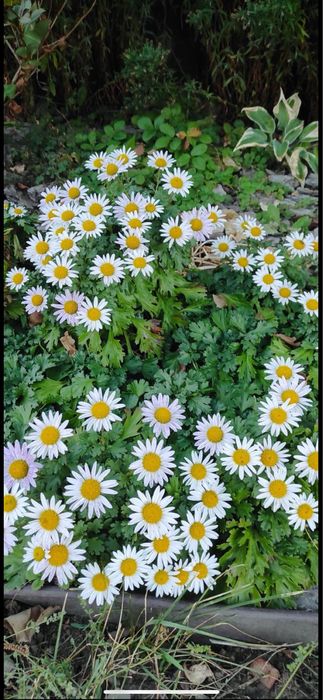 Продам надлишки квітів з власного саду. Ясколка, ломикамінь, очіток.