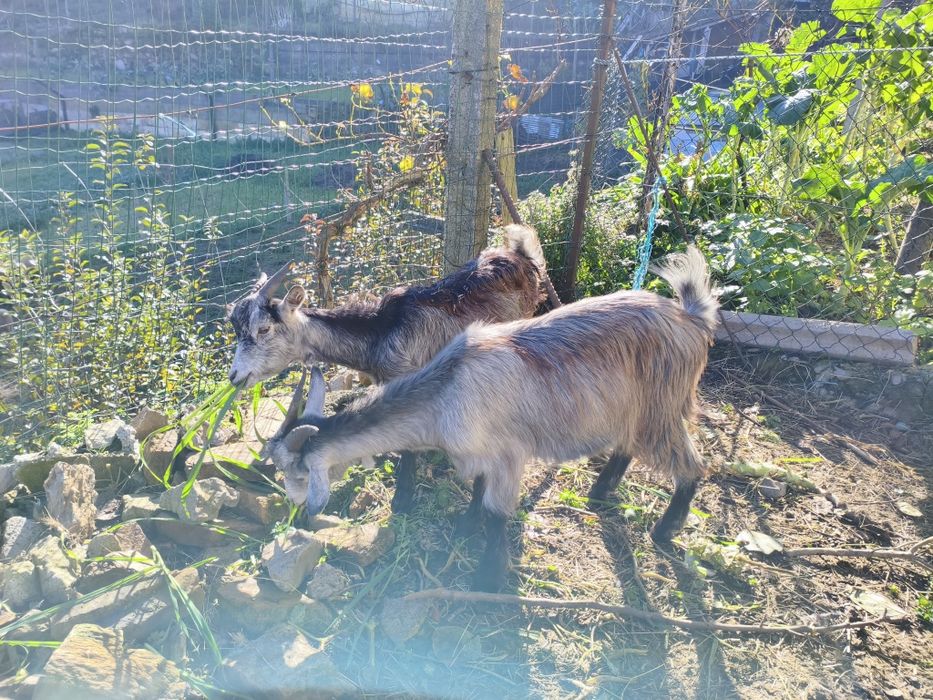 Vendo cabras prenhas