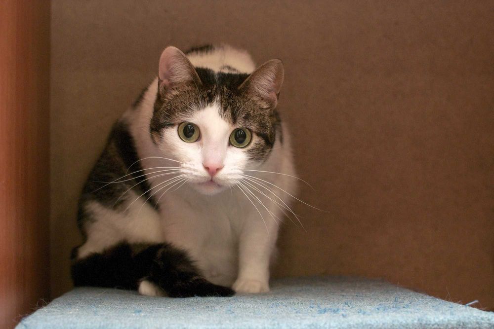 Бася достойна стать домашней