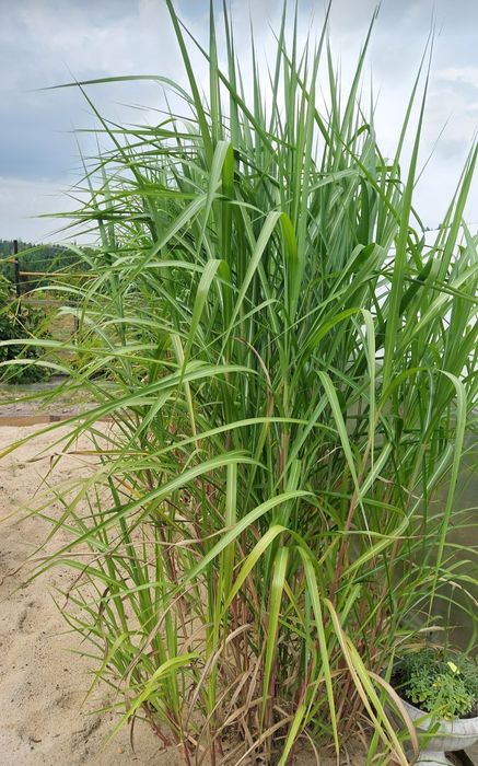 Miskant olbrzymi,  trawy