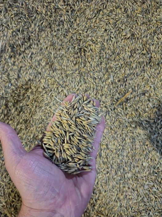 Sprzedam owies /pszenicę/pszenżyto