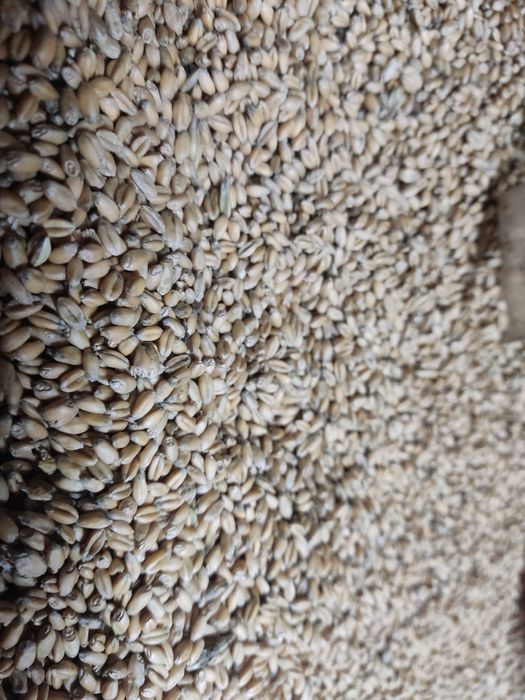 Продам пшеницю яра