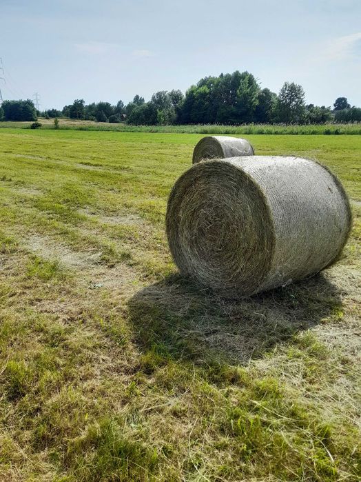 siano suchutkie, zebrane pogodnie