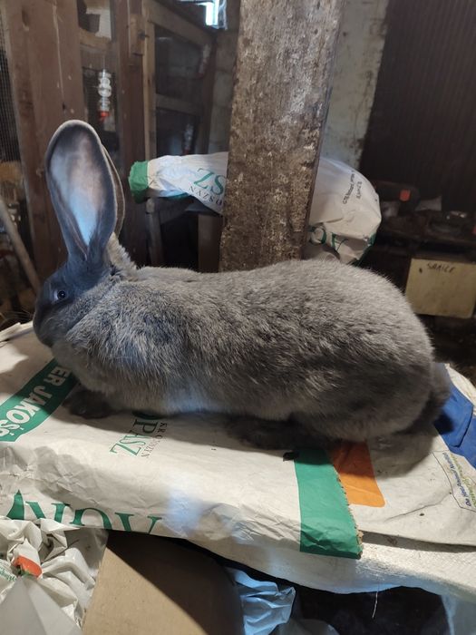 Olbrzym belgijski NIEBIESKI