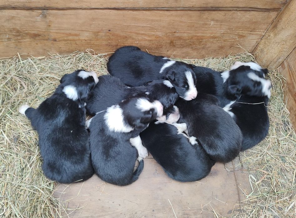 Szczeniak Border collie