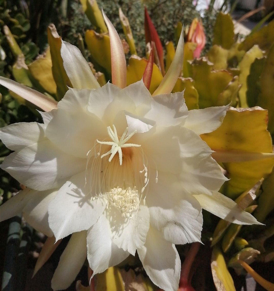 Cato orquídea com flor amarela